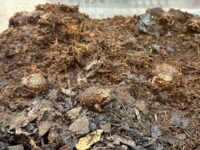 アメフクラガエルの画像5