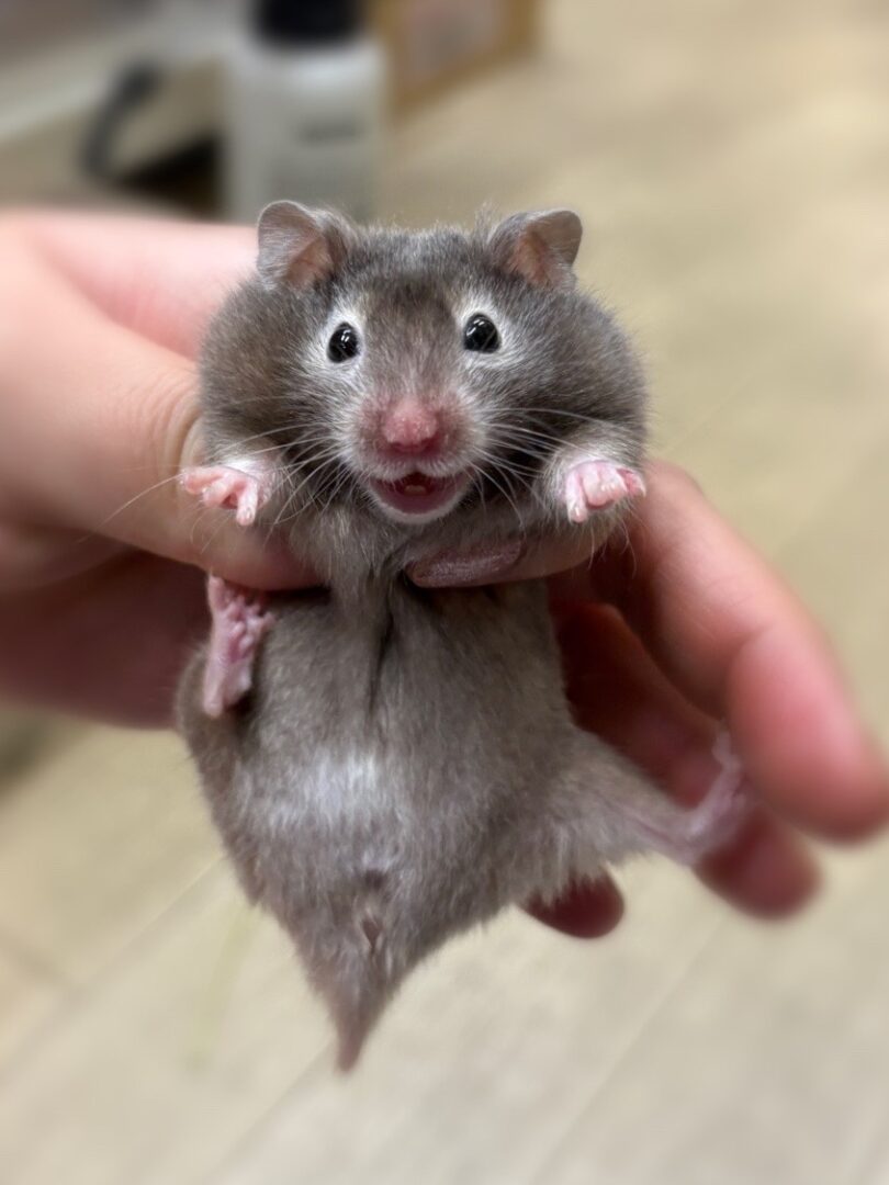 シリアンハムスターベビー セーブル♀ 2025年9月生まれ｜ピュア☆アニマル（東京都大田区・小動物専門店）のメイン画像