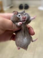 シリアンハムスターベビー セーブル♀ 2025年9月生まれ｜ピュア☆アニマル（東京都大田区・小動物専門店）の画像1