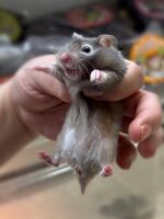 シリアンハムスターベビー セーブル♀ 2025年9月生まれ｜ピュア☆アニマル（東京都大田区・小動物専門店）の画像2