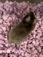 シリアンハムスターベビー セーブル♀ 2025年9月生まれ｜ピュア☆アニマル（東京都大田区・小動物専門店）の画像3