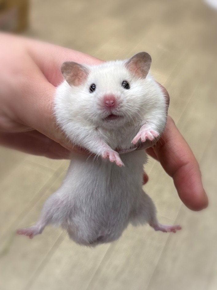 シリアンハムスターベビー シロクマ♂ 2025年9月生まれ｜ピュア☆アニマル（東京都大田区・小動物専門店）のメイン画像