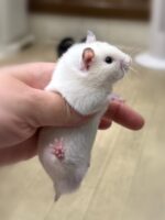 シリアンハムスターベビー シロクマ♂ 2025年9月生まれ｜ピュア☆アニマル（東京都大田区・小動物専門店）の画像1