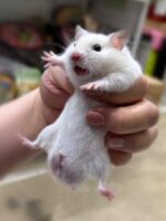 シリアンハムスターベビー シロクマ♂ 2025年9月生まれ｜ピュア☆アニマル（東京都大田区・小動物専門店）の画像2