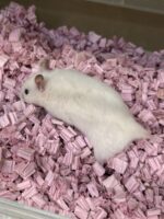 シリアンハムスターベビー シロクマ♂ 2025年9月生まれ｜ピュア☆アニマル（東京都大田区・小動物専門店）の画像3