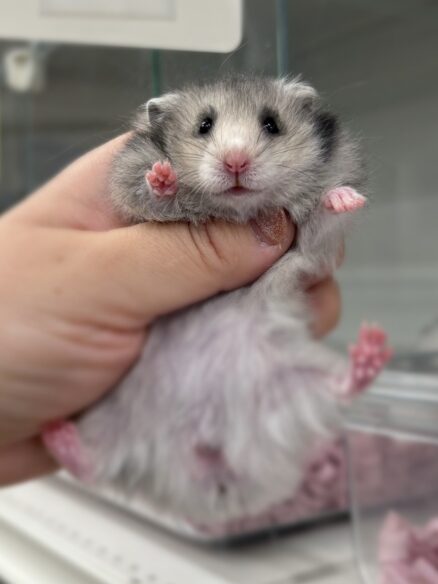 シリアンハムスター シルバーグレーロング　2025年10月14日生まれ｜ピュア☆アニマル（東京都大田区・小動物専門店）のメイン画像