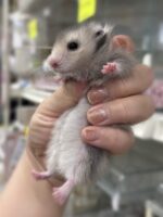 シリアンハムスターベビー シルバーグレーロング ♂ 2025年10月14日生まれ｜ピュア☆アニマル（東京都大田区・小動物専門店）の画像1