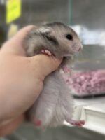 シリアンハムスターベビー シルバーグレーロング ♂ 2025年10月14日生まれ｜ピュア☆アニマル（東京都大田区・小動物専門店）の画像2