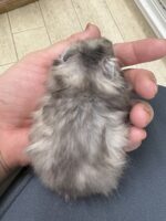 シリアンハムスターベビー シルバーグレーロング ♂ 2025年10月14日生まれ｜ピュア☆アニマル（東京都大田区・小動物専門店）の画像3