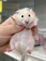 シリアンハムスター シルバーグレーロング　2025年10月14日生まれ｜ピュア☆アニマル（東京都大田区・小動物専門店）の画像1