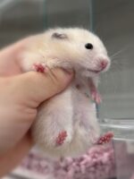 シリアンハムスター シルバーグレーロング　2025年10月14日生まれ｜ピュア☆アニマル（東京都大田区・小動物専門店）の画像2