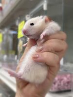 シリアンハムスター シルバーグレーロング　2025年10月14日生まれ｜ピュア☆アニマル（東京都大田区・小動物専門店）の画像3