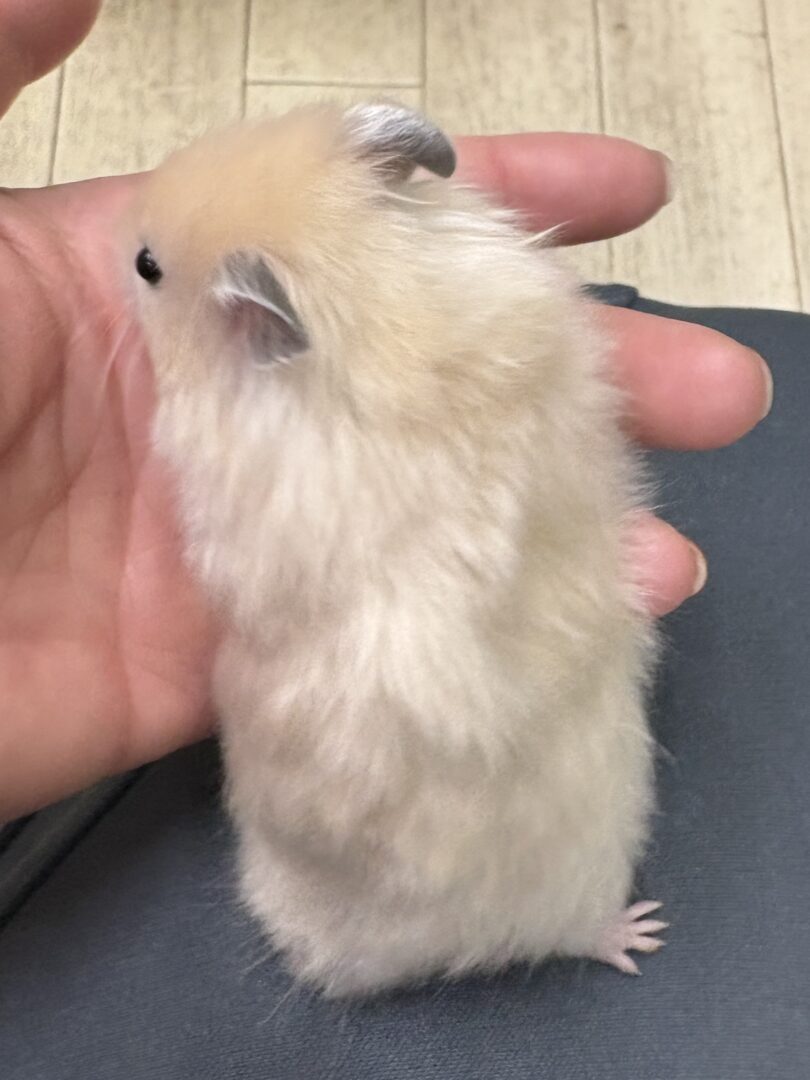 シリアンハムスター シルバーグレーロング　2025年10月14日生まれ｜ピュア☆アニマル（東京都大田区・小動物専門店）のメイン画像