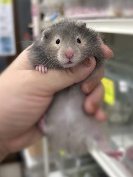 シリアンハムスター アセーブルロング 2025年10月14日生まれ｜ピュア☆アニマル（東京都大田区・小動物専門店）のメイン画像