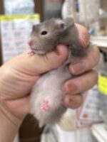 シリアンハムスター アセーブルロング 2025年10月14日生まれ｜ピュア☆アニマル（東京都大田区・小動物専門店）の画像1