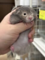 シリアンハムスター アセーブルロング 2025年10月14日生まれ｜ピュア☆アニマル（東京都大田区・小動物専門店）の画像2