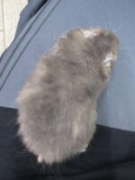 シリアンハムスター アセーブルロング 2025年10月14日生まれ｜ピュア☆アニマル（東京都大田区・小動物専門店）の画像3