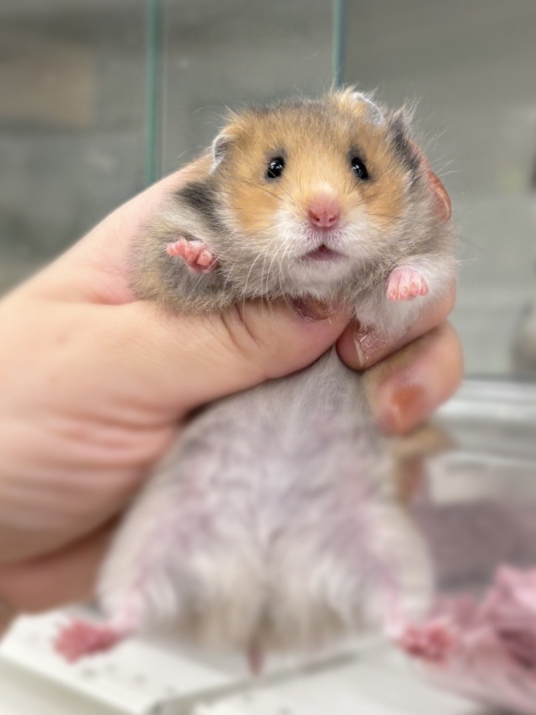 ゴールデンハムスターベビー ロング 2025年10月14日生まれ｜ピュア☆アニマルのメイン画像