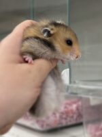 ゴールデンハムスターベビー ロング 2025年10月14日生まれ｜ピュア☆アニマルの画像1