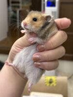 ゴールデンハムスターベビー ロング 2025年10月14日生まれ｜ピュア☆アニマルの画像2
