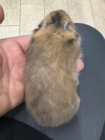 ゴールデンハムスターベビー ロング 2025年10月14日生まれ｜ピュア☆アニマルの画像3