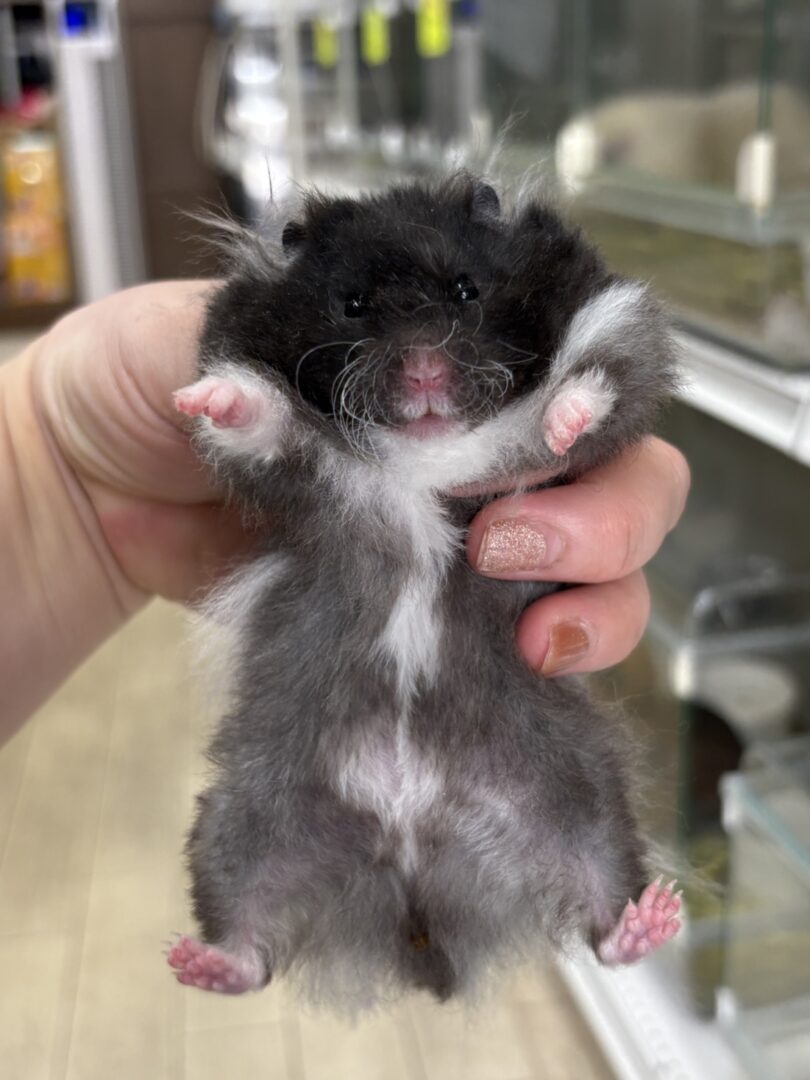 レッキス（Rex）ハムスター♂｜縮れ毛ロングヘア・希少シリアン