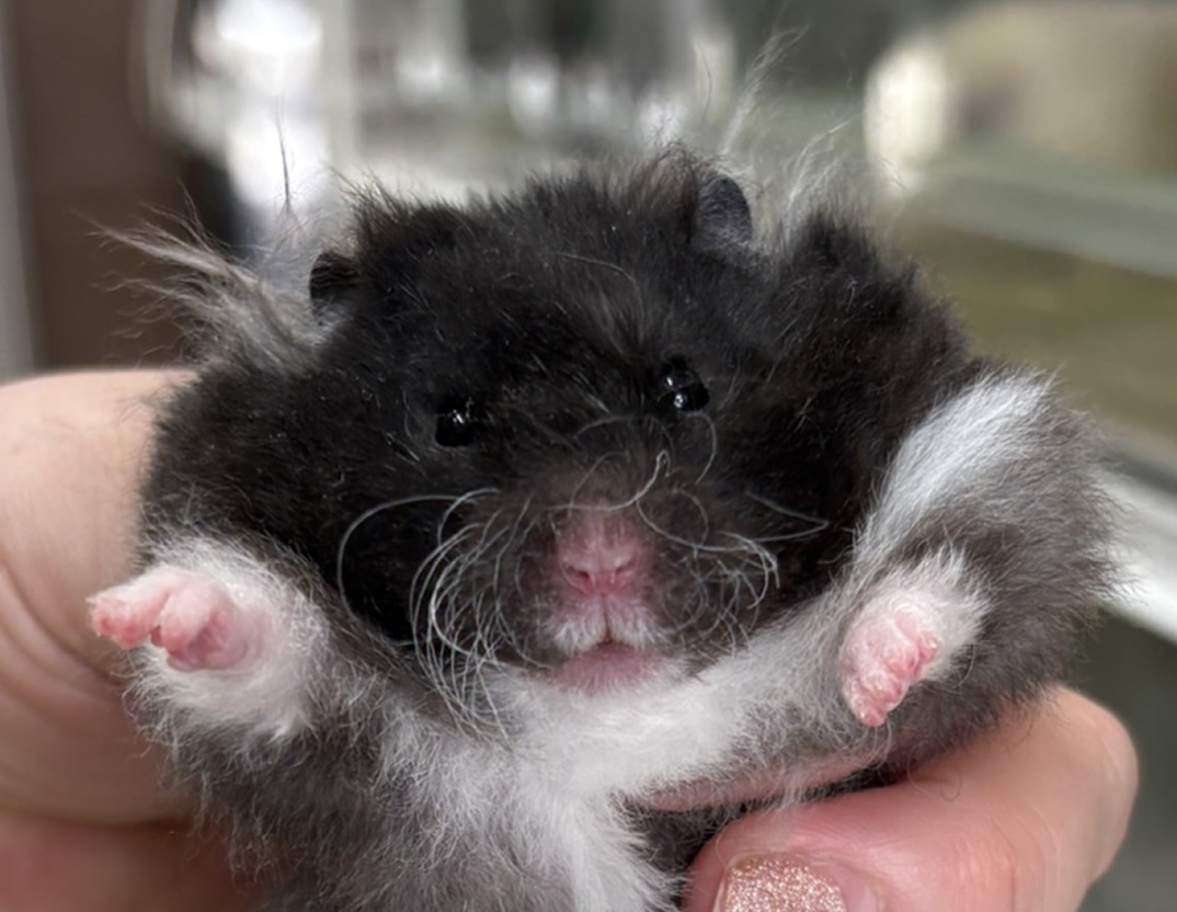 レッキス（Rex）ハムスター♂｜縮れ毛ロングヘア・希少シリアン【ピュア☆アニマル】のメイン画像