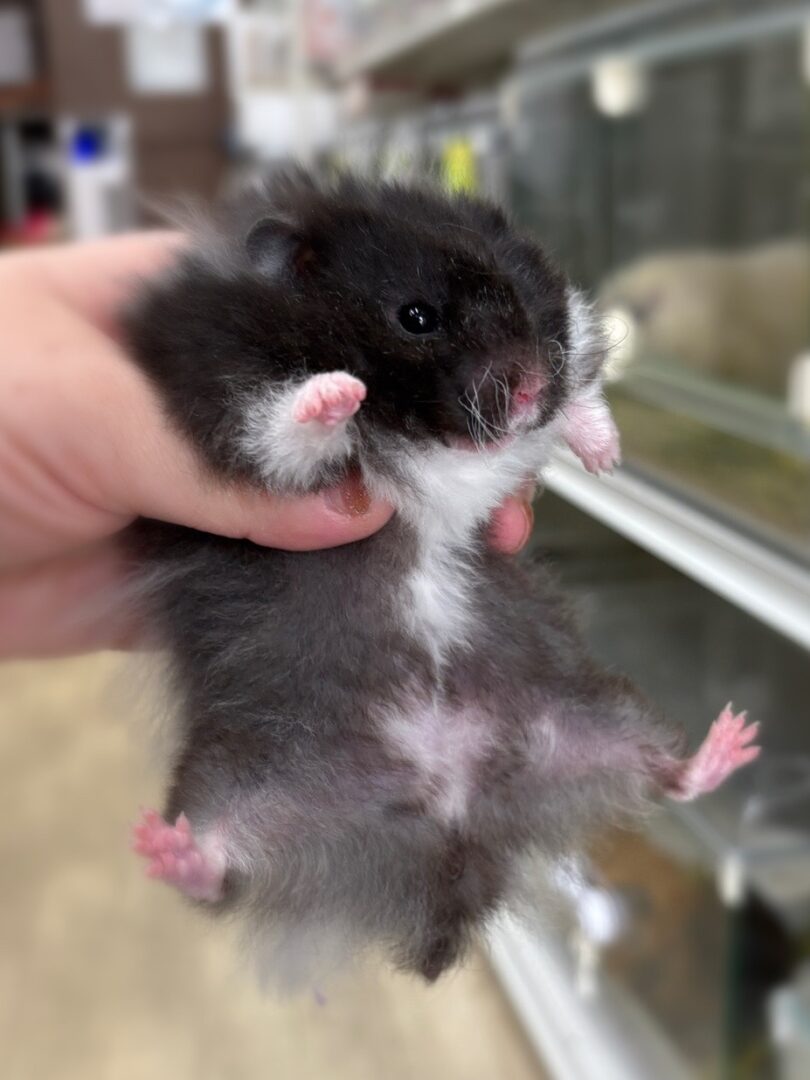 レッキス（Rex）ハムスター♂｜縮れ毛ロングヘア・希少シリアン