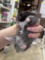 レッキス（Rex）ハムスター♂｜縮れ毛ロングヘア・希少シリアン【ピュア☆アニマル】の画像3