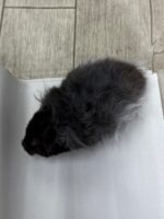 レッキス（Rex）ハムスター♂｜縮れ毛ロングヘア・希少シリアン【ピュア☆アニマル】の画像4