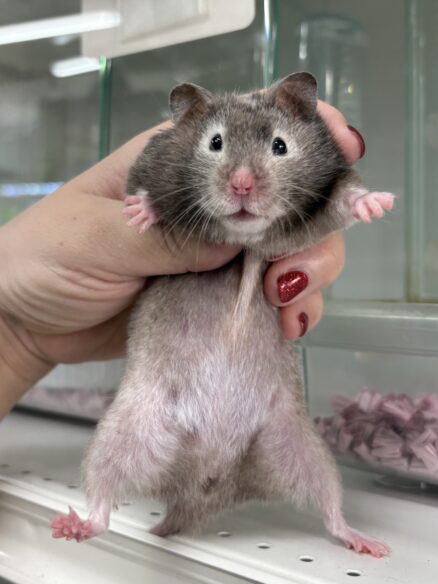 シリアンハムスターベビー セーブルメス｜2025年9月生まれ(チェコ産)｜ピュア☆アニマルのメイン画像