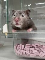シリアンハムスターベビー セーブルメス｜2025年9月生まれ(チェコ産)｜ピュア☆アニマルの画像1