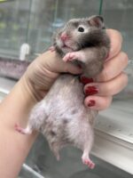 シリアンハムスターベビー セーブルメス｜2025年9月生まれ(チェコ産)｜ピュア☆アニマルの画像2