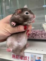 シリアンハムスターベビー セーブルメス｜2025年9月生まれ(チェコ産)｜ピュア☆アニマルの画像3