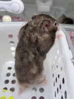 シリアンハムスターベビー セーブルメス｜2025年9月生まれ(チェコ産)｜ピュア☆アニマルの画像4