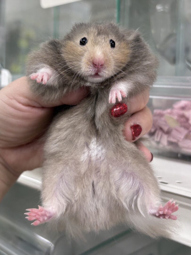 シリアンハムスターベビー セーブルロング♀｜2025年10月14日生まれ｜ピュア☆アニマルのメイン画像