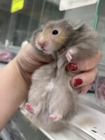 シリアンハムスターベビー セーブルロング♀｜2025年10月14日生まれ｜ピュア☆アニマルの画像2