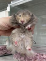 シリアンハムスターベビー セーブルロング♀｜2025年10月14日生まれ｜ピュア☆アニマルの画像3