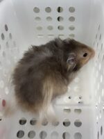 シリアンハムスターベビー セーブルロング♀｜2025年10月14日生まれ｜ピュア☆アニマルの画像4