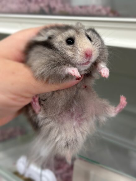 シリアンハムスターベビー シルバーグレーロングオス｜2025年10月14日生まれ｜ピュア☆アニマルのメイン画像