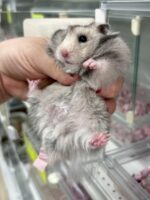 シリアンハムスターベビー シルバーグレーロングオス｜2025年10月14日生まれ｜ピュア☆アニマルの画像1