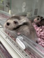シリアンハムスターベビー シルバーグレーロングオス｜2025年10月14日生まれ｜ピュア☆アニマルの画像3