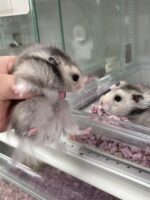 シリアンハムスターベビー シルバーグレーロングオス｜2025年10月14日生まれ｜ピュア☆アニマルの画像4