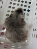 シリアンハムスターベビー シルバーグレーロングオス｜2025年10月14日生まれ｜ピュア☆アニマルの画像5