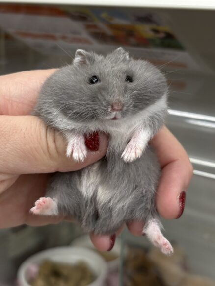 ジャンガリアンハムスター ベビー ロシアンブルー｜2025年11月生まれ（チェコ産）｜ピュア☆アニマルのメイン画像