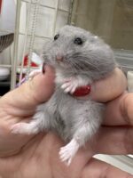 ジャンガリアンハムスター ベビー ロシアンブルー｜2025年11月生まれ（チェコ産）｜ピュア☆アニマルの画像1