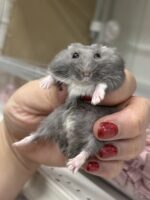 ジャンガリアンハムスター ベビー ロシアンブルー｜2025年11月生まれ（チェコ産）｜ピュア☆アニマルの画像2