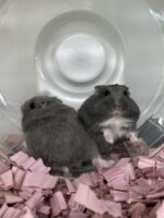 ジャンガリアンハムスター ベビー ロシアンブルー｜2025年11月生まれ（チェコ産）｜ピュア☆アニマルの画像3