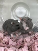 ジャンガリアンハムスター ベビー ロシアンブルー｜2025年11月生まれ（チェコ産）｜ピュア☆アニマルの画像4