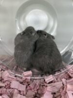 ジャンガリアンハムスター ベビー ロシアンブルー｜2025年11月生まれ（チェコ産）｜ピュア☆アニマルの画像5